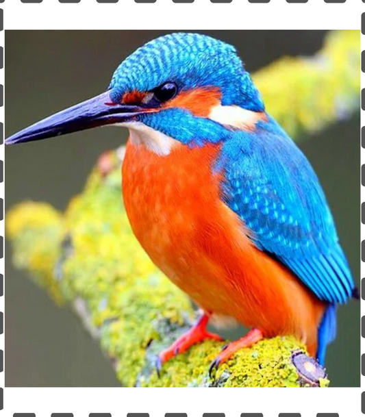Diamond Painting Kolibri 30x30cm eckig